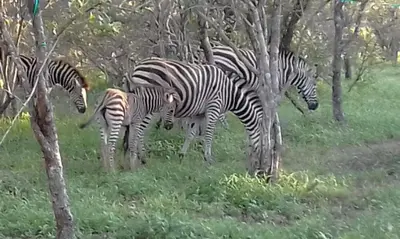 a group of zebras standing in a field at Nanisto Bush Lodge in Marloth Park