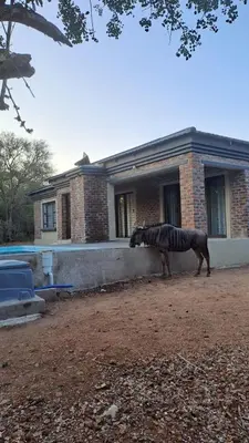 a zebra standing in front of a brick house at Nanisto Bush Lodge in Marloth Park