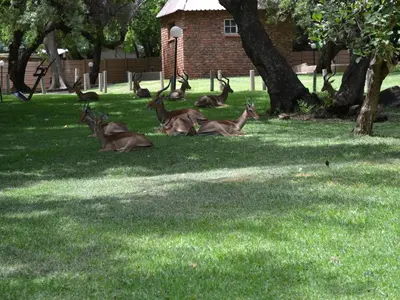 a group of deer laying in the grass in a field at Mount Amanzi in Hartbeespoort