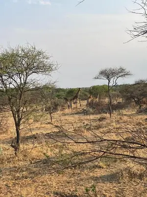 a group of giraffes walking in a field with trees at Karibu River Retreat in Marble Hall