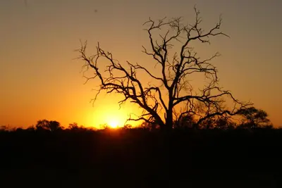 a silhouette of a tree in front of a sunset at Weltevreden Country Guest Lodge in Groblersbrug