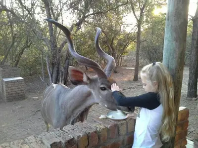 a little girl petting a deer with long horns at Marlothii Safari House in Marloth Park