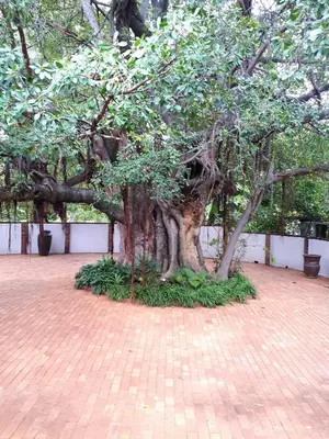 a tree sitting on a brick ground next to a wall at Bush Lovers Lodge in Modimolle