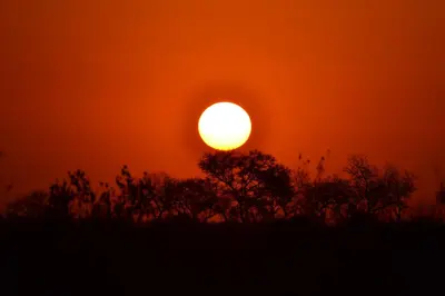 an orange sunset with a tree in the foreground at Masingitana Tented Camp in Hoedspruit