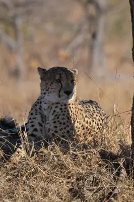 a cheetah sitting on the ground in the grass at Masingitana Tented Camp in Hoedspruit