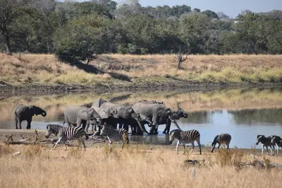 a herd of elephants and zebras at a watering hole at Masingitana Tented Camp in Hoedspruit