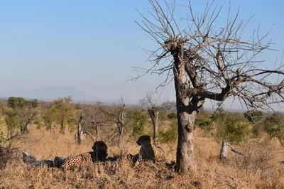 two giraffes sitting in the grass next to a tree at Masingitana Tented Camp in Hoedspruit