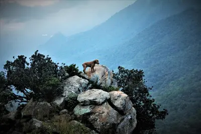 a dog standing on top of a mountain at Graceland Eco Retreat in Magoebaskloof