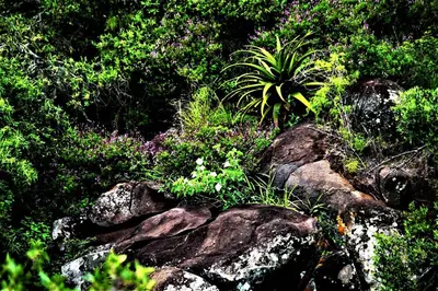 a group of rocks with plants on top of them at Graceland Eco Retreat in Magoebaskloof