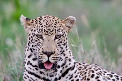 a close up of a leopard with its tongue at Pungwe Safari Camp in Manyeleti Game Reserve