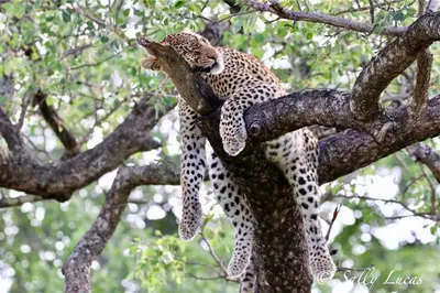 a cheetah is sleeping on a tree branch at Pungwe Safari Camp in Manyeleti Game Reserve