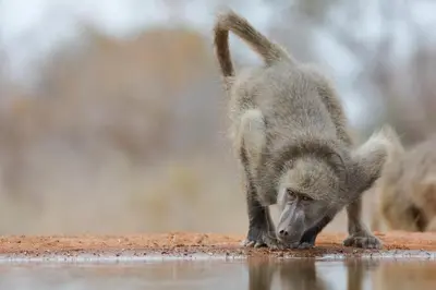 a small monkey drinking water from a pool of water at Southern Sands Eco Lodge in Hoedspruit