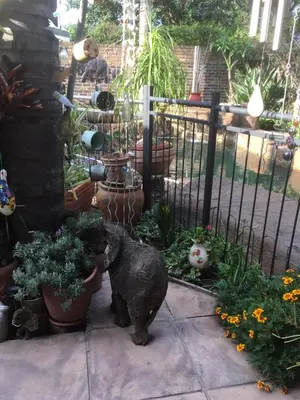 a dog standing in a garden with plants at Sunninghill Sojourn in Kyalami