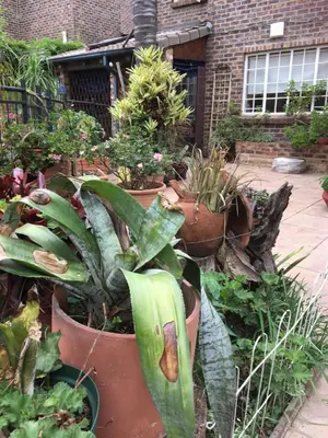 a bunch of plants in pots in a garden at Sunninghill Sojourn in Kyalami