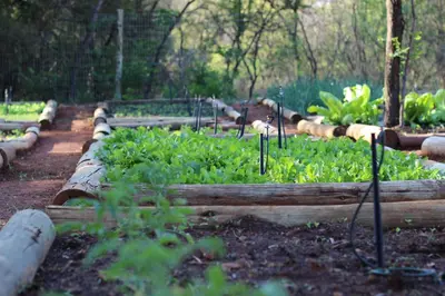 a garden with some plants in a field at The Blades in Pretoria