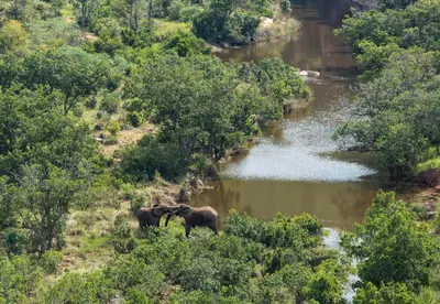 two elephants standing next to a river at Clifftop Exclusive Safari Hideaway in Welgevonden Game Reserve