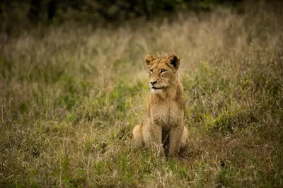 a lion cub sitting in a field of grass at Hamiltons Tented Camp in Mluwati Concession