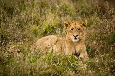 a lion laying in the grass in a field at Hamiltons Tented Camp in Mluwati Concession