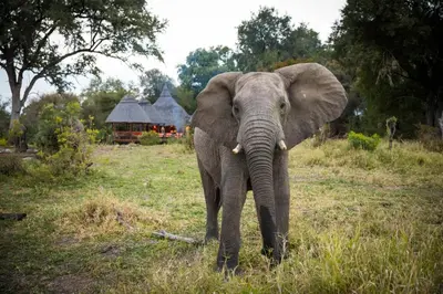 an elephant standing in a field of grass at Hoyo Hoyo Safari Lodge in Mluwati Concession