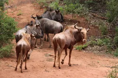 a group of animals walking down a dirt road at Fumani Game Lodge in Modimolle