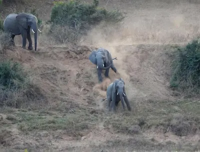 a group of elephants walking in a field at Crocodile Kruger Safari Lodge in Marloth Park