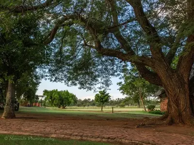 a tree in a park with a brick path at KwaThabisile Bush Retreat in Cullinan
