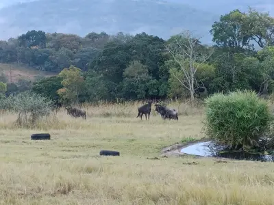 a group of animals walking in a field at @Nature Luxury Cottages in Nelspruit