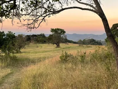 a field of grass with a tree in the foreground at @Nature Luxury Cottages in Nelspruit