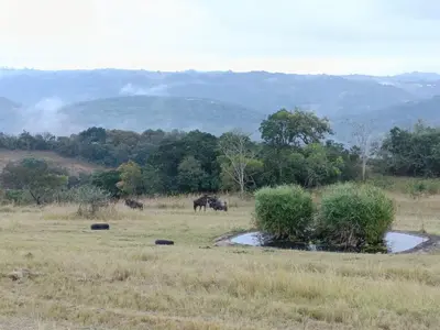 a group of animals grazing in a field with trees at @Nature Luxury Cottages in Nelspruit
