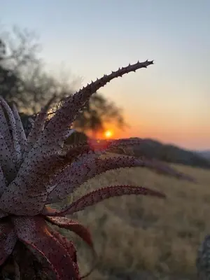 a close up of a plant with the sunset in the background at @Nature Luxury Cottages in Nelspruit