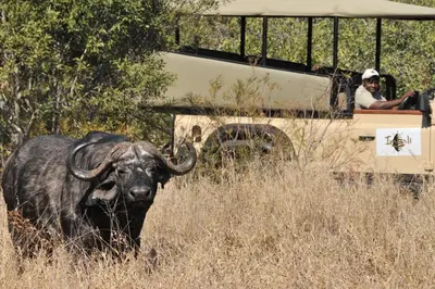 a bull standing in the grass next to a jeep at Imbali Safari Lodge in Mluwati Concession
