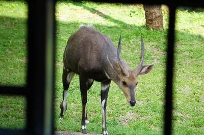 a deer with large horns standing in the grass at Giraffe plains in Marloth Park