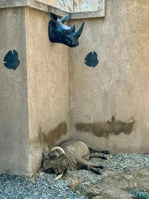 a pig laying on the ground next to a wall at Lindiwe Safari Lodge in Hoedspruit