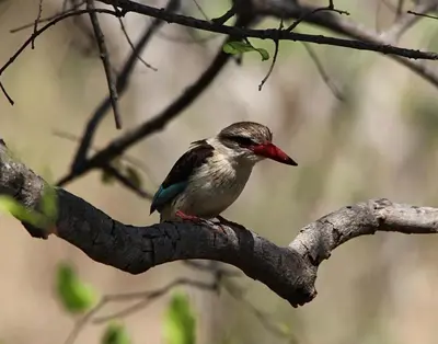 a small bird perched on a tree branch at AfriCamps at Mackers in Hazyview