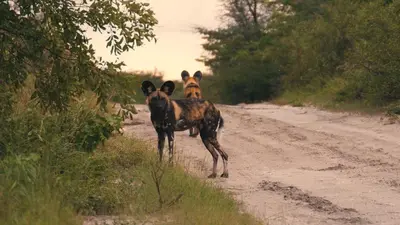 two donkeys standing on the side of a dirt road at AfriCamps at Mackers in Hazyview