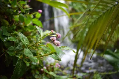 a bunch of pink flowers on a plant at Waterfalls Boutique Hotel in Pretoria