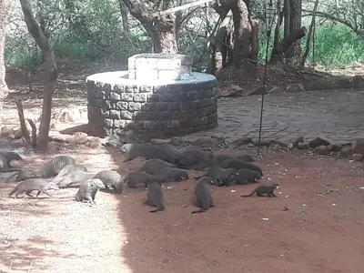 a group of animals standing around in the dirt at Little Bush Baby in Marloth Park