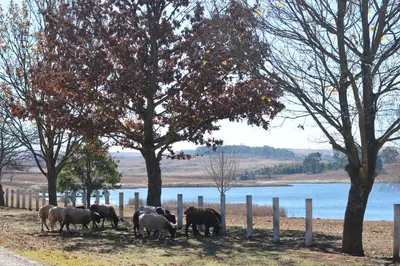 a group of horses standing under trees near a body of water at Dullstroom on the Dam in Dullstroom