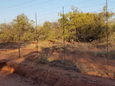 a group of deer standing in a field behind a fence at Cottage Lenise in Phalaborwa