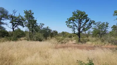 a field of tall grass with trees in the background at Cottage Lenise in Phalaborwa