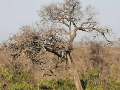a tree with birds sitting on top of it at Crocodile Bend in Mpakeni
