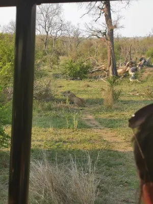 a person looking out of a window at a field at Crocodile Bend in Mpakeni