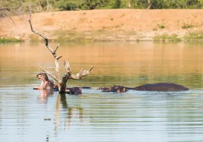 Gallery image of aha Makalali Private Game Lodge in Makalali Game Reserve