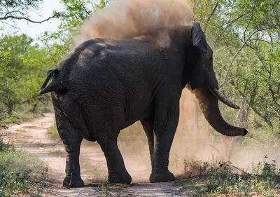 Gallery image of aha Makalali Private Game Lodge in Makalali Game Reserve
