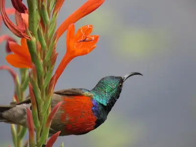 a humming bird is sitting on a flower at Stonecutters Lodge in Dullstroom