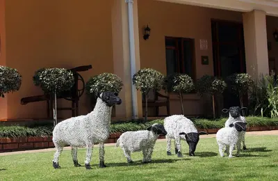 a group of sheep standing in the grass at Del Roza Guest House in Middelburg