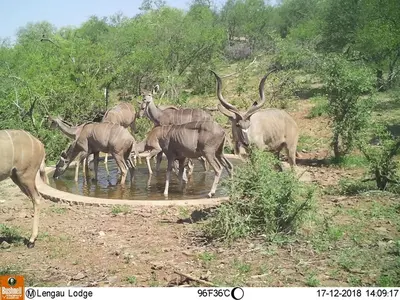 a herd of antelope drinking from a pool of water at Lengau Lodge in Grietjie Nature Reserve