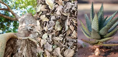 two photos of a cactus next to a tree at Blyde River Wilderness Lodge in Hoedspruit