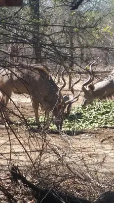 an animal with large antlers standing in a field at Kruger Wild Dog Inn in Marloth Park