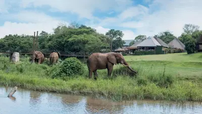 a group of elephants standing in the grass near the water at Hippo Hollow Country Estate in Hazyview